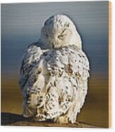 Sleeping Snowy Owl Wood Print