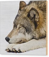 Sleeping Wolf Wood Print