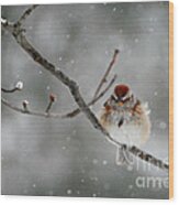 Sleepy Little Sparrow Wood Print