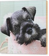 Sleepy Mini Schnauzer Wood Print