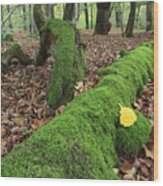 Slime Mold With Moss In Beech Forest Wood Print