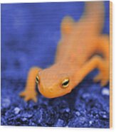 Sly Salamander Wood Print