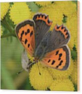 Small Copper Butterfly Wood Print