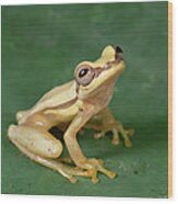 Snouted Treefrog  Galapagos Wood Print