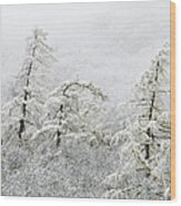 Snow And Fog Covering Trees On A Wood Print