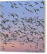 Snow Goose Flock In Flight New Mexico Wood Print