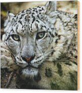Snow Leopard Wood Print