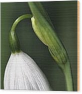 Snowdrop Wood Print