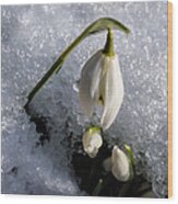 Snow White Snowdrops In The Snow Wood Print