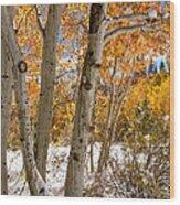 Snowy Aspen Grove Wood Print