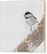 Snowy Chickadee Wood Print