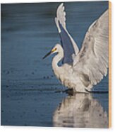 Snowy Egret Frolicking In The Water Wood Print