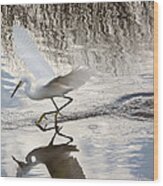 Snowy Egret Gliding Across The Water Wood Print