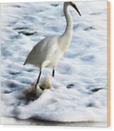 Snowy Egret In Color Wood Print