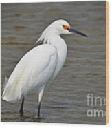 Snowy Egret In Formal Attire Wood Print