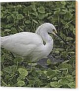 Snowy Egret In Wetland Wood Print