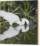 Snowy Egret With Reflection Wood Print