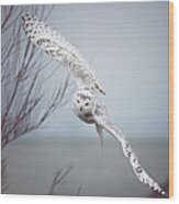 Snowy Owl In Flight Wood Print