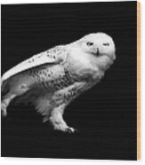 Snowy Owl Wood Print