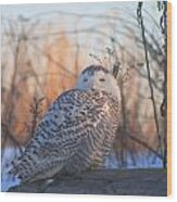 Snowy Owl On Log Wood Print