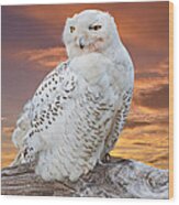 Snowy Owl Perched At Sunset Wood Print