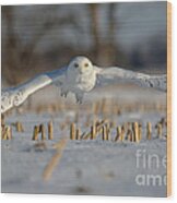 Snowy Owl Wingspan Wood Print