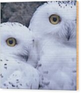 Snowy Owls Wood Print
