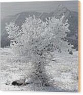 Snowy Tree Wood Print