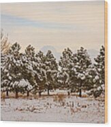 Snowy Winter Pine Trees Wood Print