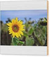 So I Only Took One Sunflower Photo The Wood Print