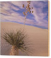 Soaptree Yucca  On Dune Wood Print