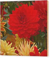 Sockeye And Upmost Dahlias Wood Print