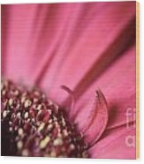 Soft Pink Gerbera Blossom Wood Print
