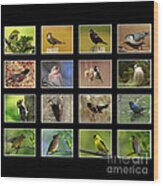 Song Birds Of Canada Collection Wood Print