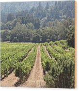 Sonoma Vineyards In The Sonoma California Wine Country 5d24515 Vertical Wood Print
