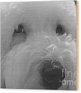 Soulful Eye's Old English Sheep Dog Wood Print