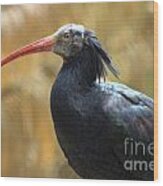 Northern Bald Ibis Wood Print