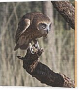 Southern Boobok Owl Wood Print