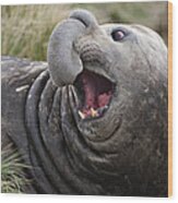 Southern Elephant Seal Calling South Wood Print
