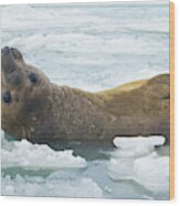 Southern Elephant Seal Reclining Wood Print