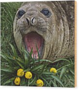 Southern Elephant Seal Yearling Calling Wood Print