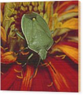 Southern Green Stink Bug Wood Print