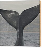 Southern Right Whale Tail Slap Argentina Wood Print