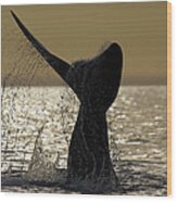 Southern Right Whale Tail Slap Valdes Wood Print