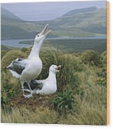 Southern Royal Albatrosses At Nest Wood Print