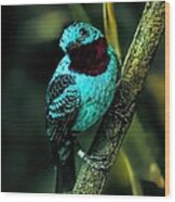 Spangled Cotinga Turquoise Bird Wood Print