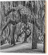 Spanish Moss In Black And White Wood Print