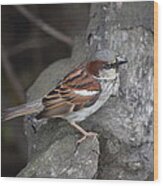 Sparrow Wood Print