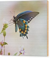 Spicebush Swallowtail Butterfly Wood Print