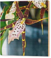 Spider Orchid Wood Print